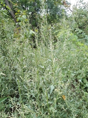 Atriplex oblongifolia