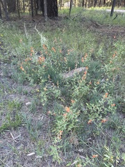 Sphaeralcea fendleri