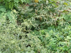 Atriplex oblongifolia