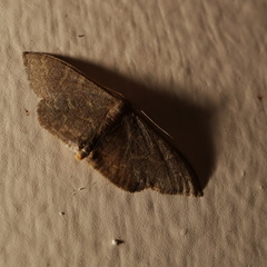 Idaea coercita