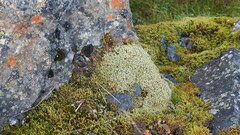 Racomitrium lanuginosum