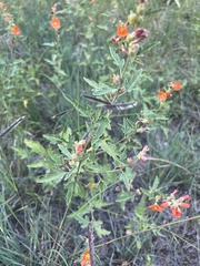 Sphaeralcea fendleri