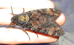 Acherontia atropos