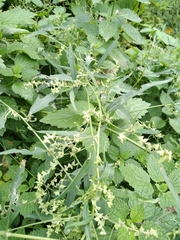 Atriplex oblongifolia