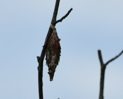 Thyridopteryx ephemeraeformis