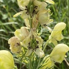 Aconitum anthora