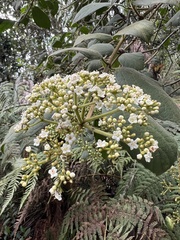 Viburnum lasiophyllum