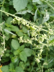 Atriplex oblongifolia