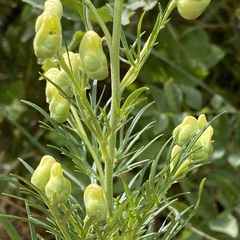 Aconitum anthora