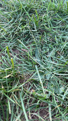 Stenotaphrum secundatum