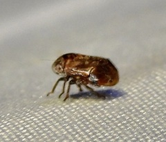 Clastoptera