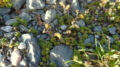 Sedum annuum