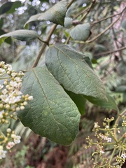 Viburnum lasiophyllum