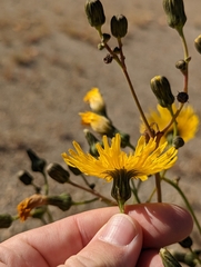 Sonchus