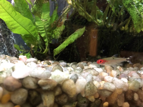 red-nose tetra