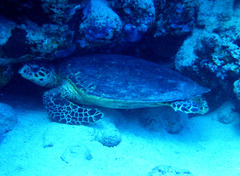 Eretmochelys imbricata