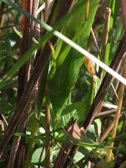 Neoconocephalus ensiger