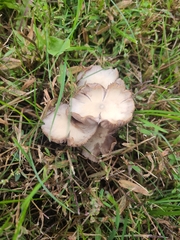 Candolleomyces candolleanus