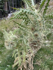 Cirsium culebraense