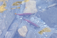 Oncorhynchus nerka