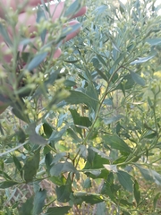 Baccharis halimifolia