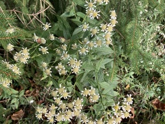 Galinsoga parviflora