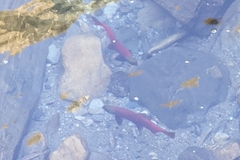 Oncorhynchus nerka