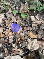 Crocus speciosus