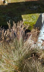 Festuca vivipara