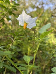 Solanum stoloniferum