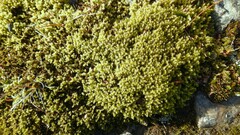 Racomitrium lanuginosum