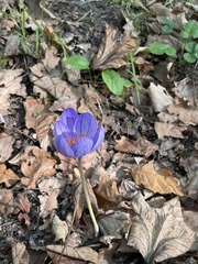 Crocus speciosus