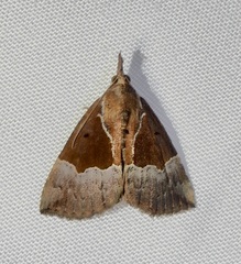 Hypena bijugalis