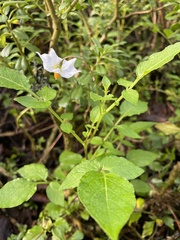 Solanum stoloniferum