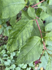 Pokeweed mosaic virus
