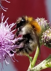 Bombus