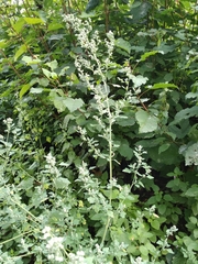 Chenopodium opulifolium