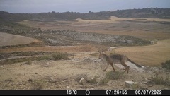 Vulpes vulpes silacea