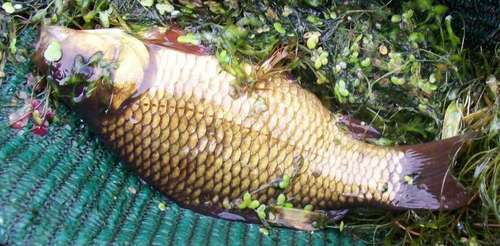 Carassius carassius