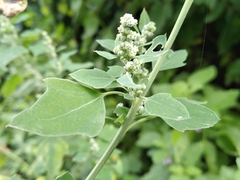 Chenopodium opulifolium