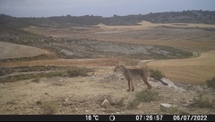Vulpes vulpes silacea