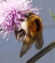 Bombus