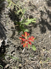 Castilleja affinis