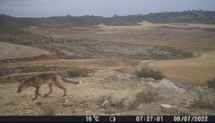 Vulpes vulpes silacea