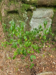 Rhododendron