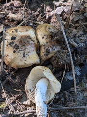 Russula fragrantissima