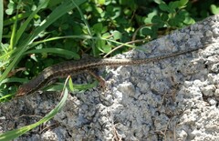 Trachylepis comorensis