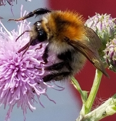 Bombus