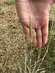 Dichanthium sericeum