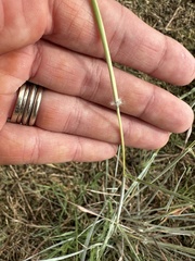 Dichanthium sericeum